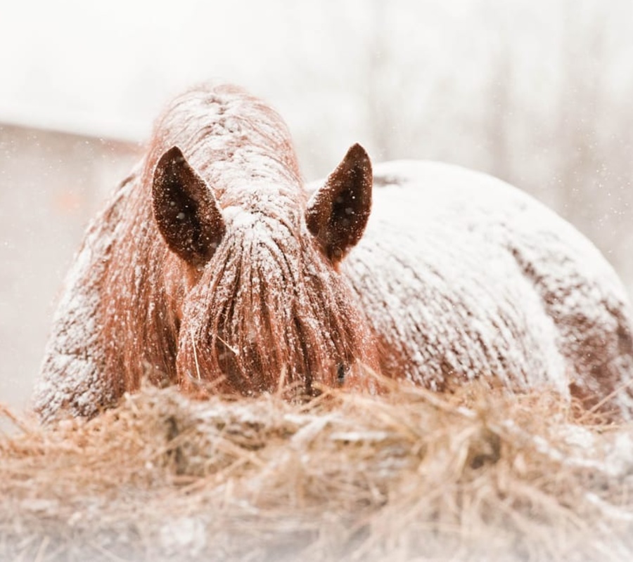 Winter Horsejpg